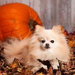 Click image for larger version

Name:	autumn dog.png
Views:	60
Size:	59.5 KB
ID:	183374