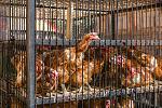Click image for larger version

Name:	mr_chickens_new_home.jpg
Views:	57
Size:	247.2 KB
ID:	184234