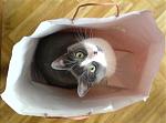 Click image for larger version

Name:	bestiole_sac.jpg
Views:	226
Size:	30.3 KB
ID:	18800