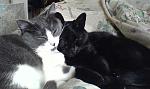 Click image for larger version

Name:	c'estbol'amour.jpg
Views:	205
Size:	32.6 KB
ID:	18802