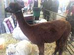Click image for larger version

Name:	llama hay6 Dec 2008.JPG
Views:	191
Size:	15.4 KB
ID:	18815