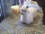 Click image for larger version

Name:	baby llama.JPG
Views:	203
Size:	19.6 KB
ID:	18816