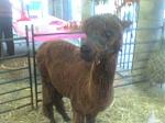 Click image for larger version

Name:	brown llama.JPG
Views:	219
Size:	13.6 KB
ID:	18817