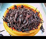 Click image for larger version

Name:	deep_fried_spiders.jpg
Views:	55
Size:	242.4 KB
ID:	188829