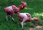 Click image for larger version

Name:	naked_chicken.jpg
Views:	67
Size:	409.0 KB
ID:	189210