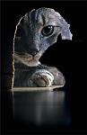 Click image for larger version

Name:	cat mouse hole.jpg
Views:	55
Size:	89.0 KB
ID:	190716