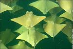 Click image for larger version

Name:	Stingray #3 Jpeg.JPG
Views:	391
Size:	65.1 KB
ID:	19352