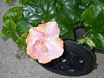 Click image for larger version

Name:	Hibiscus 12-19-08.JPG
Views:	162
Size:	60.0 KB
ID:	19453