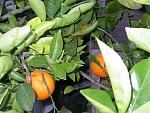 Click image for larger version

Name:	Three Oranges - 12 -19-08.JPG
Views:	170
Size:	63.9 KB
ID:	19454