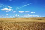 Click image for larger version

Name:	negative-space-wheat-field-summer-farm-blue-sky-clouds-thumb-1.jpg
Views:	80
Size:	130.8 KB
ID:	202858