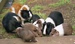 Click image for larger version

Name:	gpigs2sml.jpg
Views:	150
Size:	32.2 KB
ID:	204588