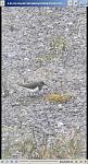 Click image for larger version

Name:	not-a-mippit.jpg
Views:	76
Size:	118.8 KB
ID:	207988