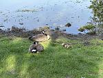 Click image for larger version

Name:	goslings.jpg
Views:	9
Size:	738.7 KB
ID:	208349