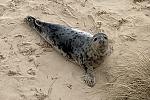 Click image for larger version

Name:	Seal.jpg
Views:	44
Size:	91.3 KB
ID:	213791