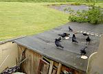 Click image for larger version

Name:	rooks-shed-roof_2020_summer.jpg
Views:	7
Size:	1.22 MB
ID:	217439
