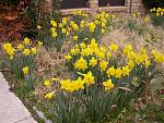Click image for larger version

Name:	Daffodils  I - 2009.JPG
Views:	391
Size:	113.6 KB
ID:	23441