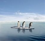 Click image for larger version

Name:	penguins adrift.jpg
Views:	178
Size:	5.9 KB
ID:	25916