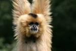 Click image for larger version

Name:	gibbon.jpg
Views:	186
Size:	3.7 KB
ID:	26168
