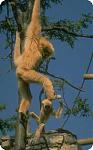 Click image for larger version

Name:	gibbons.jpg
Views:	182
Size:	9.2 KB
ID:	26169