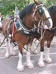 Click image for larger version

Name:	clydesdales.jpg
Views:	264
Size:	18.9 KB
ID:	26172