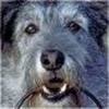 Name:  VR dog.jpg
Views: 290
Size:  2.8 KB