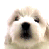 Name:  lick_puppy.gif
Views: 526
Size:  42.3 KB