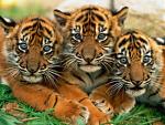 Click image for larger version

Name:	tiger1.jpg
Views:	1273
Size:	43.2 KB
ID:	27288