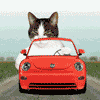 Name:  cat_drive.gif
Views: 561
Size:  80.3 KB