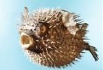 Click image for larger version

Name:	Puffer Fish.jpg
Views:	174
Size:	8.3 KB
ID:	27339
