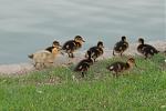 Click image for larger version

Name:	Baby Ducks_1.jpg
Views:	153
Size:	281.7 KB
ID:	27768