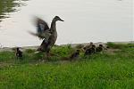 Click image for larger version

Name:	Duck Family_1.jpg
Views:	150
Size:	283.5 KB
ID:	27769