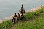 Click image for larger version

Name:	Duck Family_7.jpg
Views:	154
Size:	328.2 KB
ID:	27770