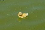 Click image for larger version

Name:	Baby Duck_2.jpg
Views:	146
Size:	238.5 KB
ID:	27771