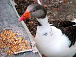 Click image for larger version

Name:	Duck with corn.JPG
Views:	126
Size:	1.47 MB
ID:	27772