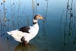 Click image for larger version

Name:	Peppergoose_1.jpg
Views:	120
Size:	537.2 KB
ID:	27773