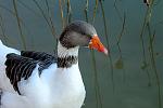 Click image for larger version

Name:	Peppergoose_2.jpg
Views:	142
Size:	469.6 KB
ID:	27774
