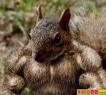 Click image for larger version

Name:	funny-pictures-thats-one-big-squirrel-08b.jpg
Views:	521
Size:	40.8 KB
ID:	28365