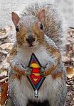 Click image for larger version

Name:	super_squirrel1.jpg
Views:	510
Size:	49.6 KB
ID:	28373