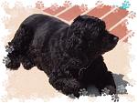Click image for larger version

Name:	Pepper On Deck.jpg
Views:	181
Size:	44.8 KB
ID:	28746