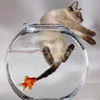 Name:  fish_eat_cat.jpg
Views: 220
Size:  4.0 KB