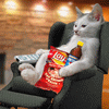 Name:  cool_cat.gif
Views: 242
Size:  79.4 KB