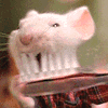 Name:  teeth_brush.gif
Views: 404
Size:  36.2 KB