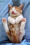 Click image for larger version

Name:	cute_animals2.jpg
Views:	497
Size:	22.0 KB
ID:	30255