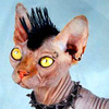 Name:  punk_cat.jpg
Views: 658
Size:  7.2 KB