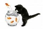 Click image for larger version

Name:	tobkatrina070500002.jpg
Views:	177
Size:	5.7 KB
ID:	30291