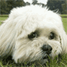 Name:  sweet_dog_blink.gif
Views: 266
Size:  17.3 KB