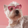 Name:  dog_sunglasses.gif
Views: 423
Size:  14.2 KB