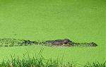 Click image for larger version

Name:	alligator.jpg
Views:	306
Size:	90.9 KB
ID:	30764