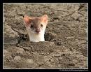 Name:  pop goes the weasel.jpg
Views: 396
Size:  4.5 KB