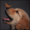Name:  dog_and_butterfly.gif
Views: 248
Size:  13.1 KB